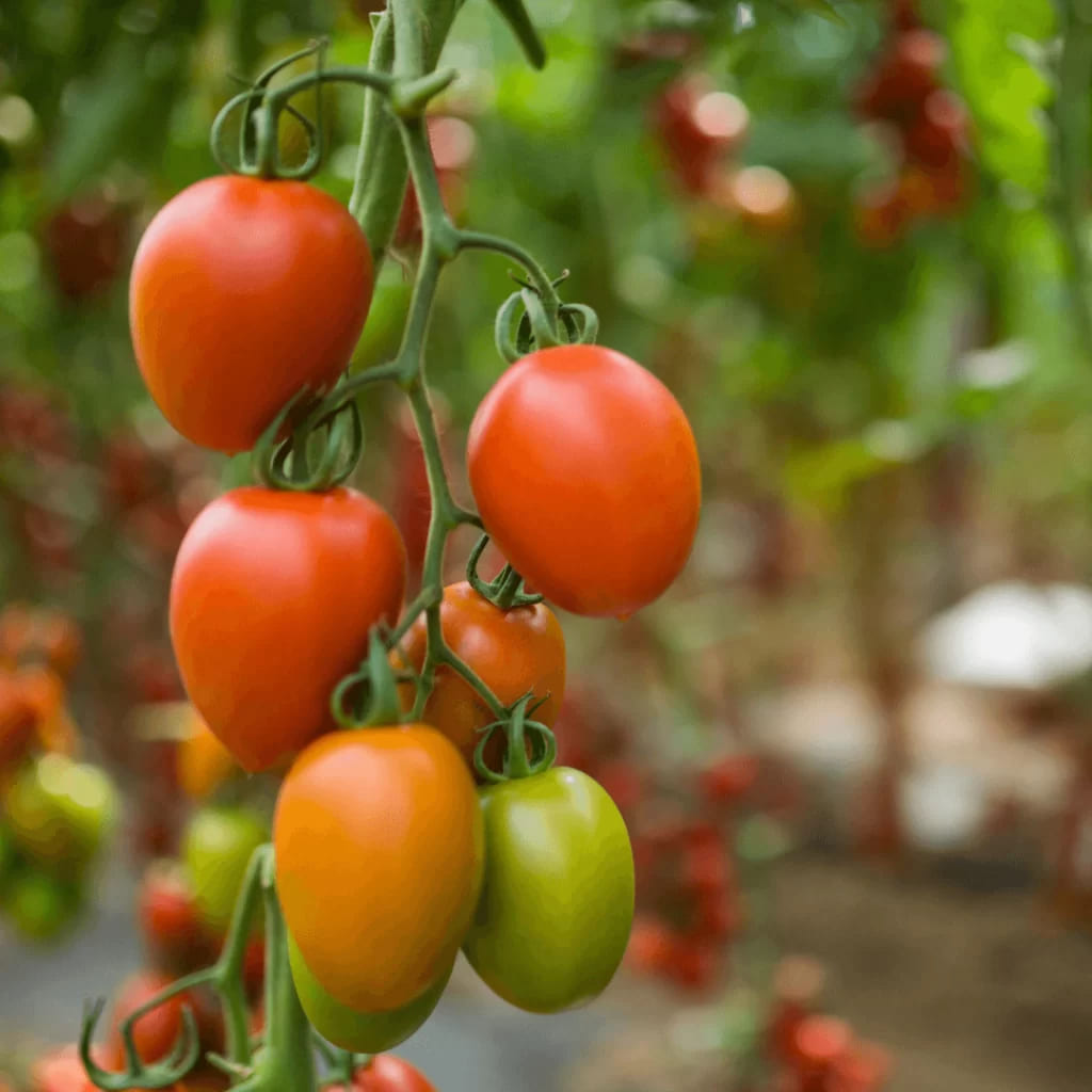 Choosing the Best Tomatoes for Canning