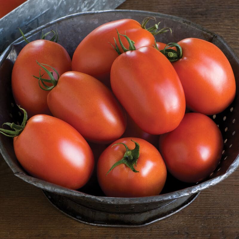 Plum Tomatoes 