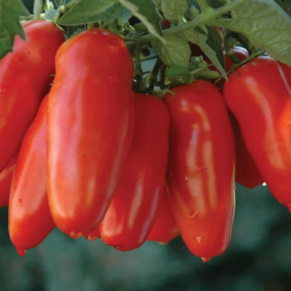 San Marzano