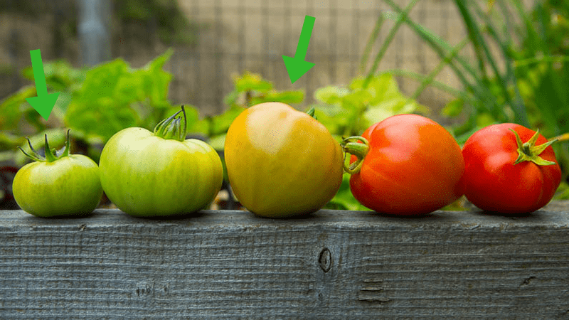 How to Get Green Tomatoes