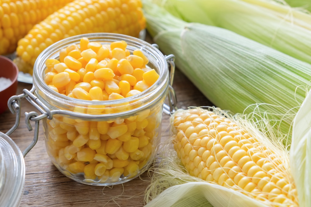 Canned sweet corn in glass jar fresh and cooked corn on cobs